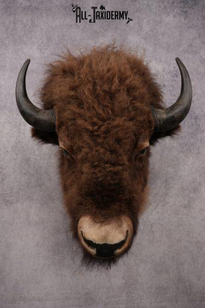 Bison Shoulder Mount SKU 3199