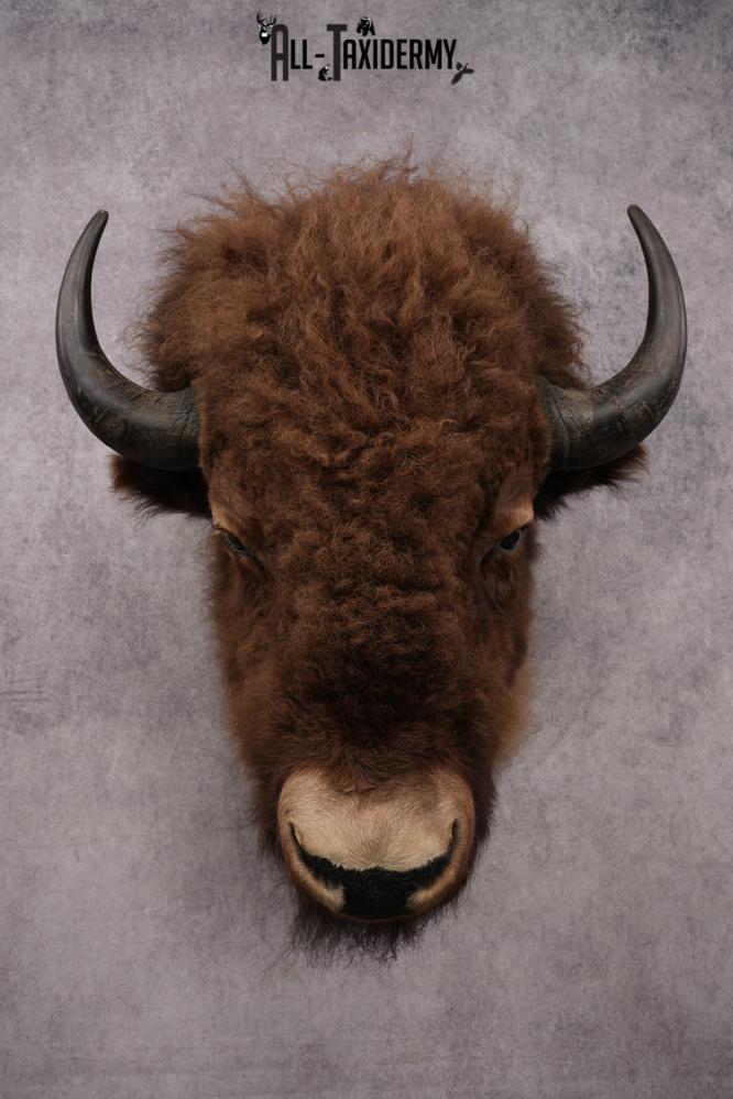 Bison Shoulder Mount SKU 3199