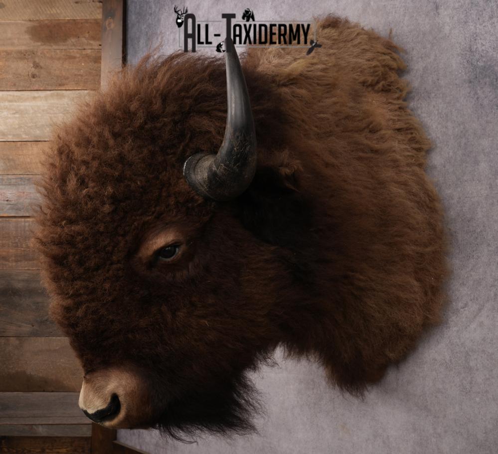 Bison Shoulder Mount SKU 3199 - Image 6