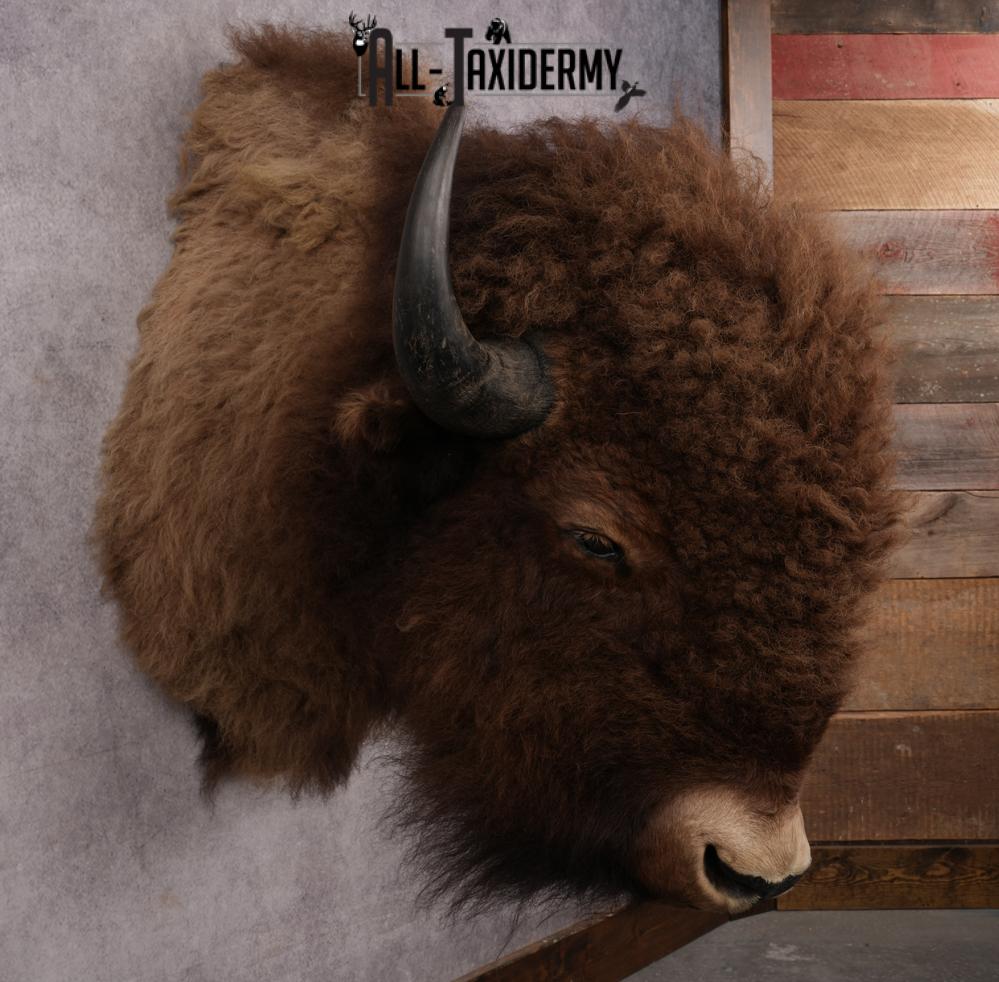 Bison Shoulder Mount SKU 3199 - Image 5