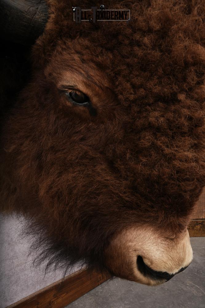 Bison Shoulder Mount SKU 3199 - Image 4