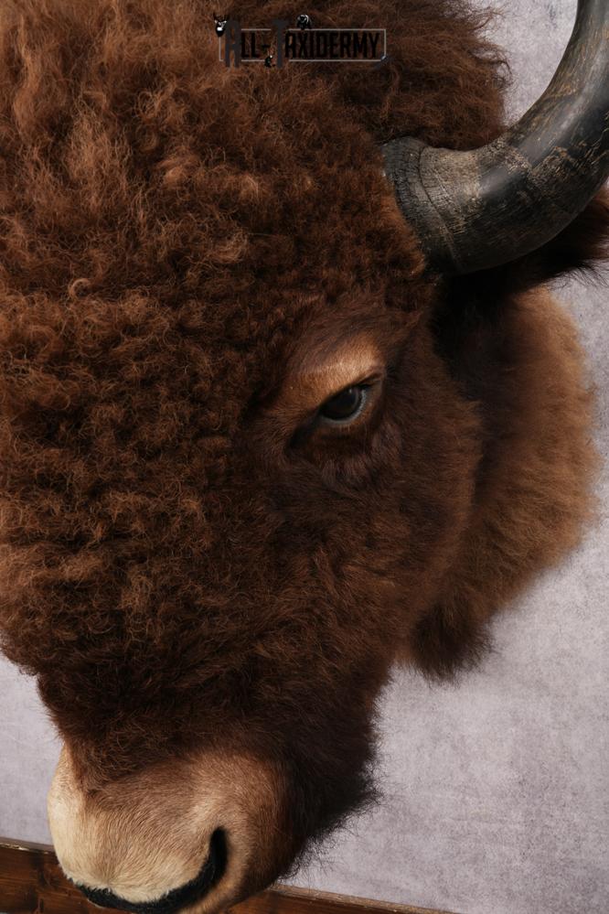 Bison Shoulder Mount SKU 3199 - Image 3