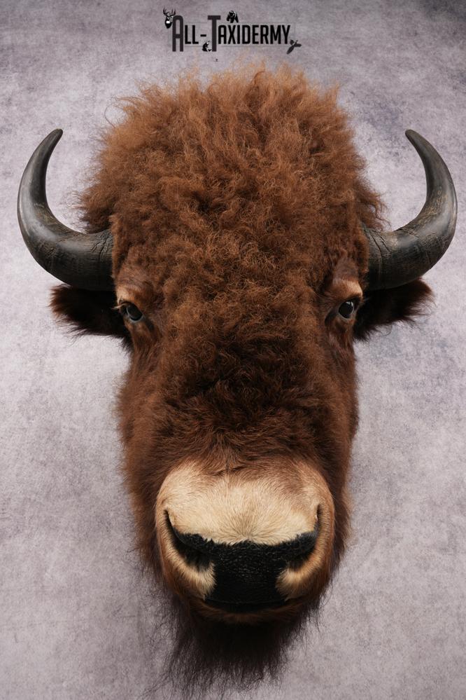 Bison Shoulder Mount SKU 3199 - Image 2