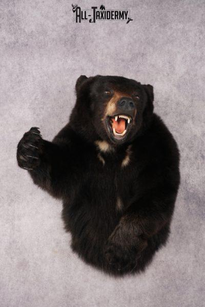 Black Bear SKU 3320