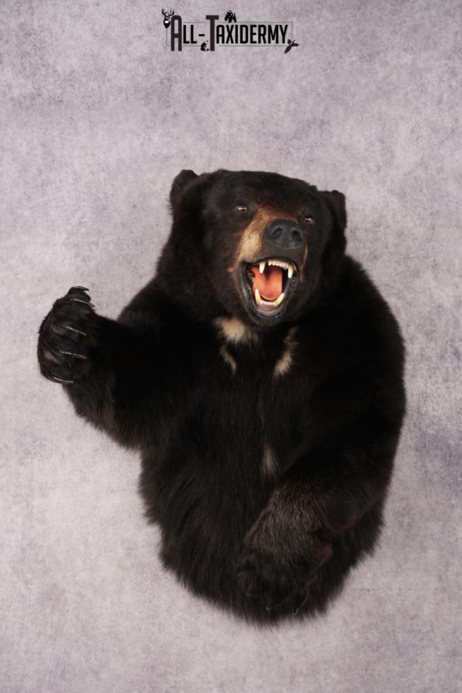 Black Bear SKU 3320