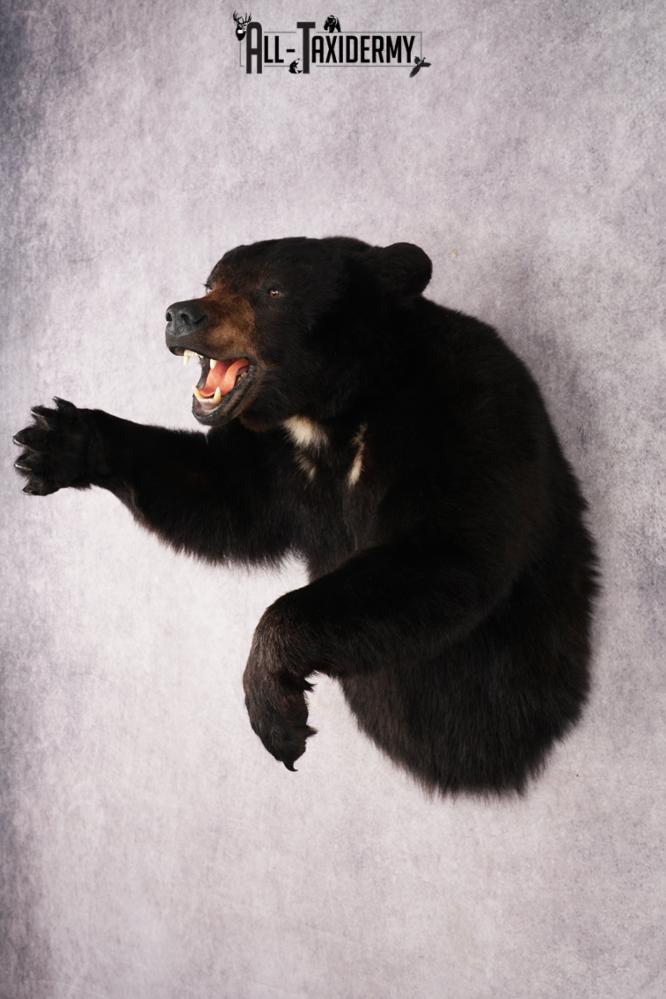 Black Bear SKU 3320 - Image 11