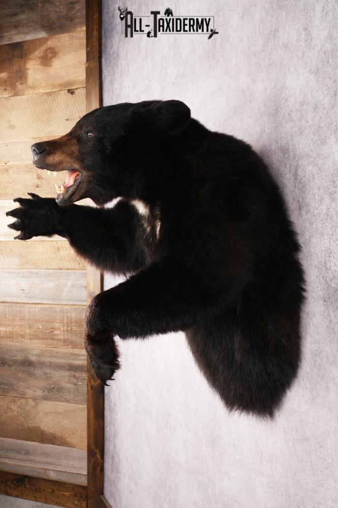 Black Bear SKU 3320 - Image 10