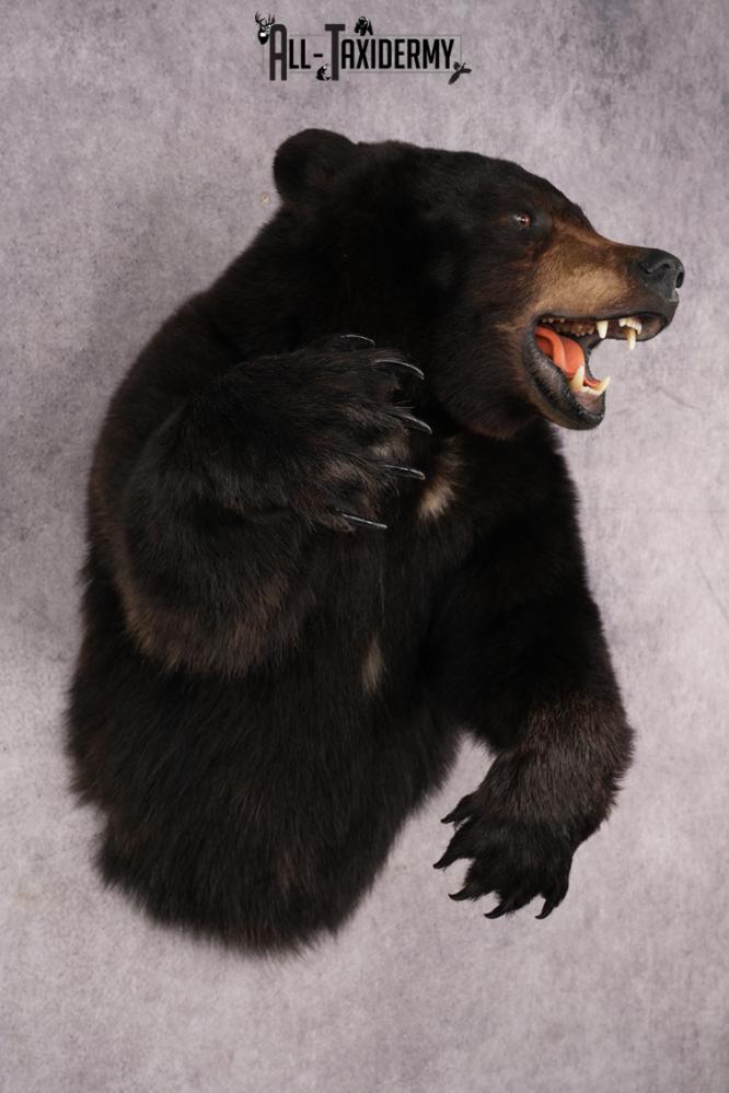 Black Bear SKU 3320 - Image 9
