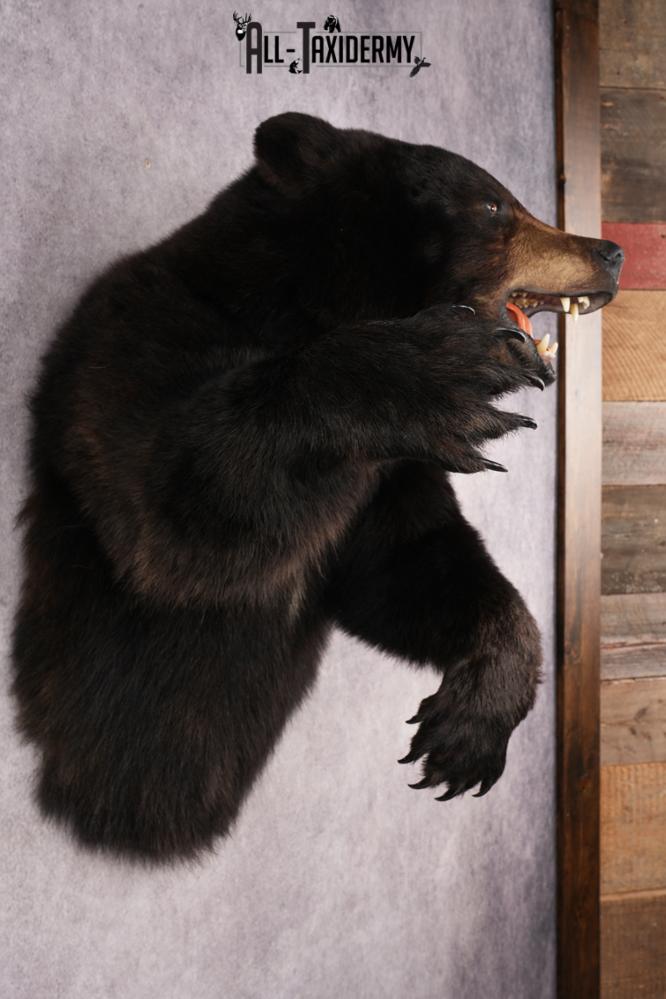 Black Bear SKU 3320 - Image 8