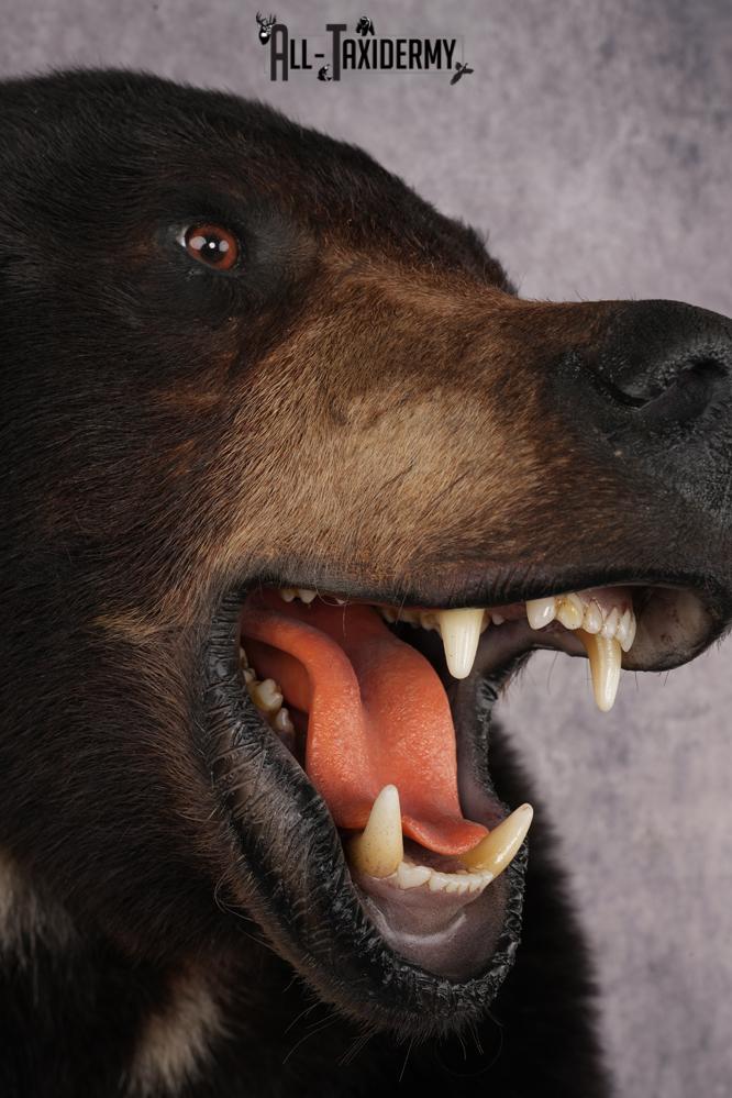 Black Bear SKU 3320 - Image 7