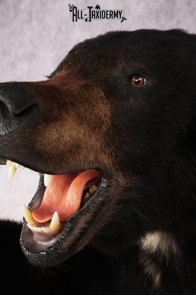 Black Bear SKU 3320 - Image 6