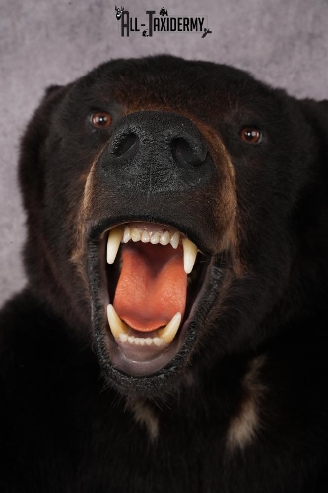 Black Bear SKU 3320 - Image 5