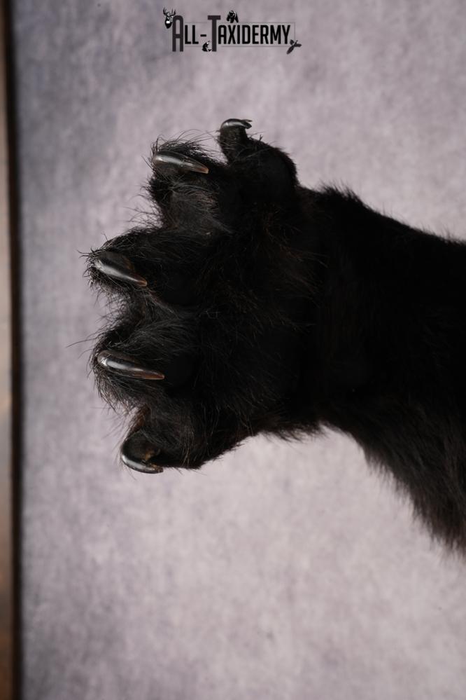 Black Bear SKU 3320 - Image 4