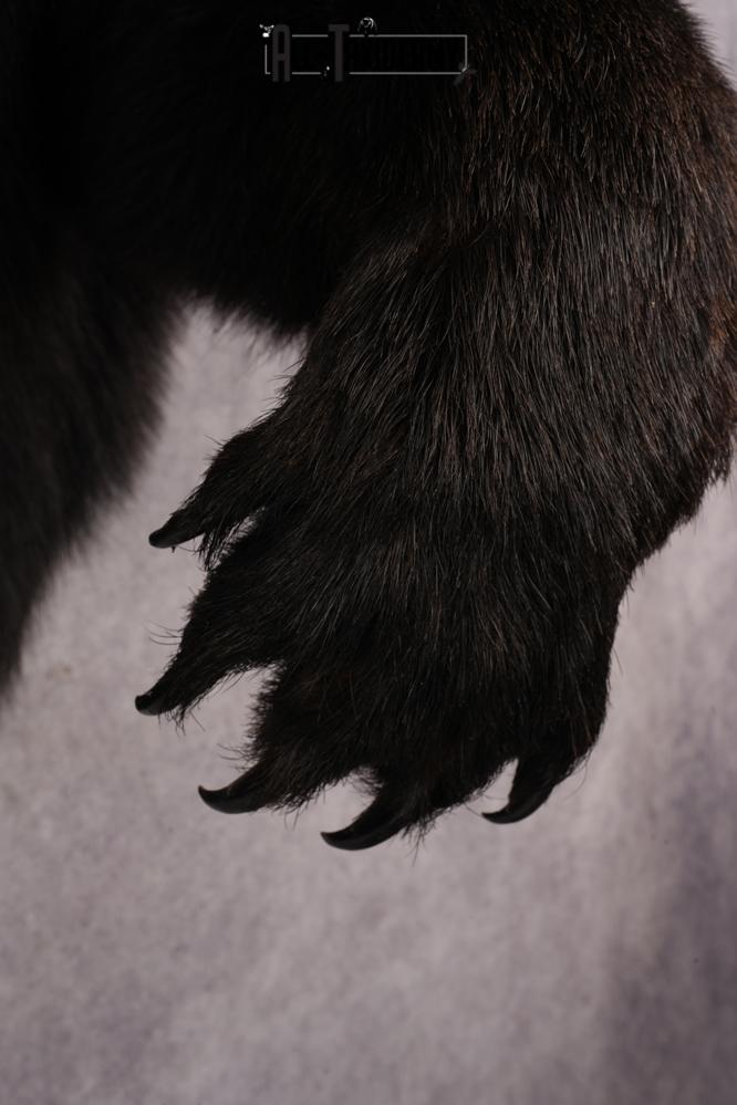 Black Bear SKU 3320 - Image 3