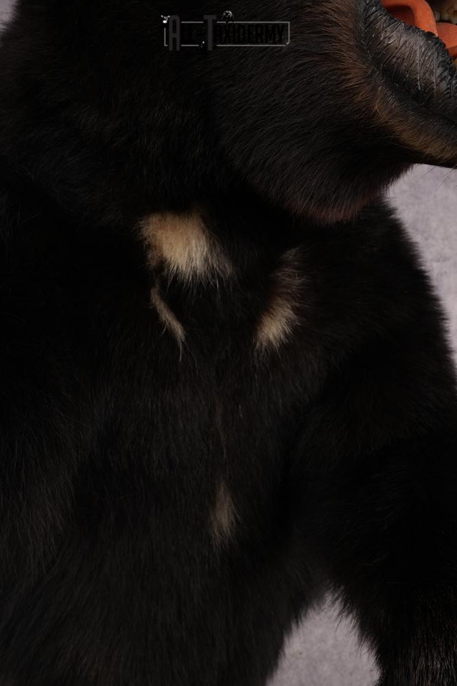 Black Bear SKU 3320 - Image 2