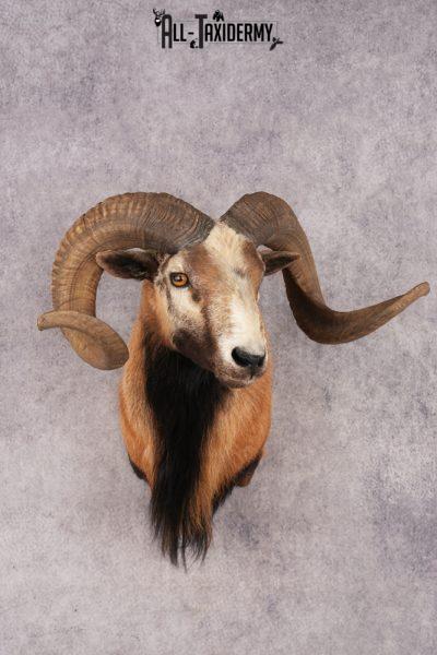 Corsican Sheep SKU 3319