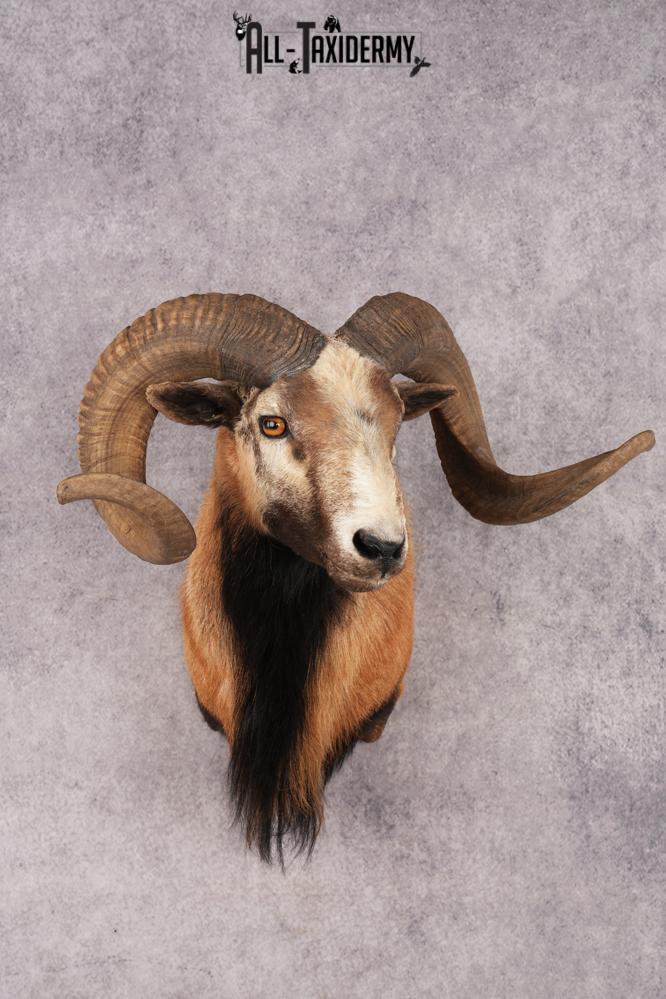 Corsican Sheep SKU 3319