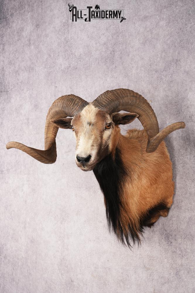 Corsican Sheep SKU 3319 - Image 8