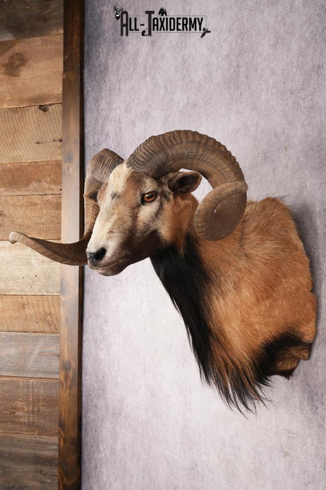 Corsican Sheep SKU 3319 - Image 7