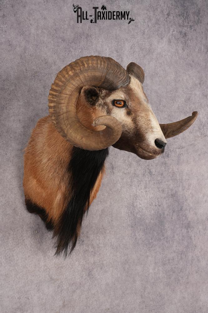 Corsican Sheep SKU 3319 - Image 6