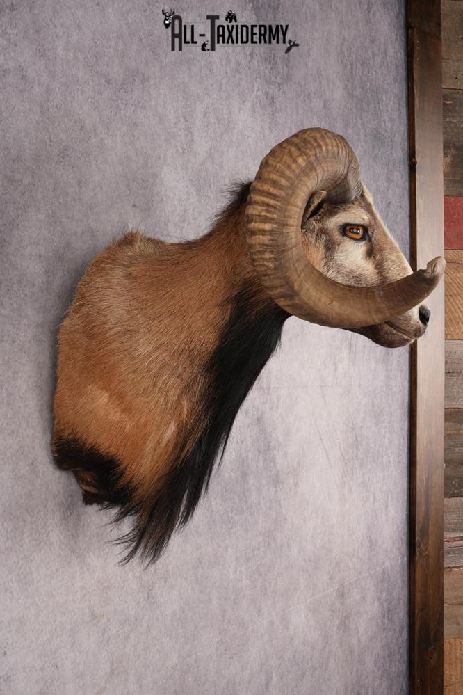 Corsican Sheep SKU 3319 - Image 5