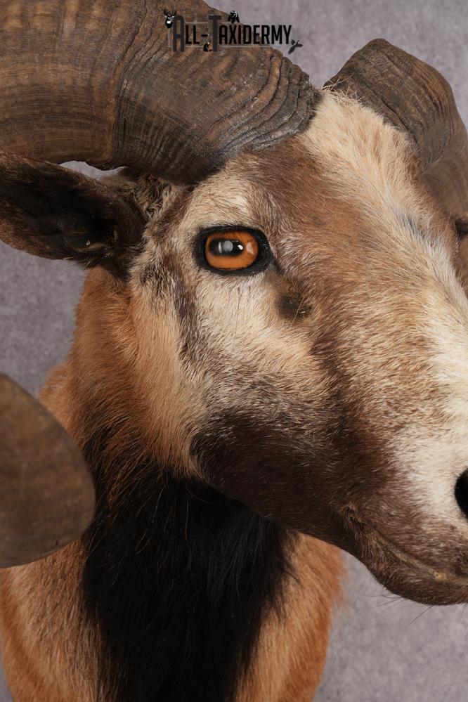 Corsican Sheep SKU 3319 - Image 4