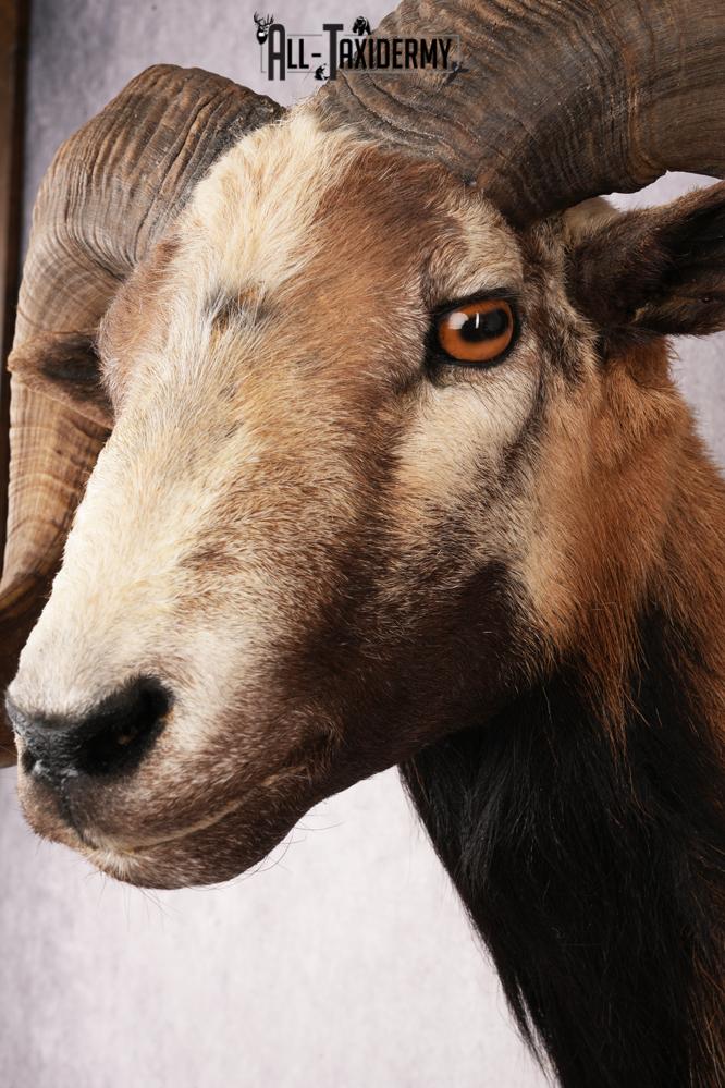 Corsican Sheep SKU 3319 - Image 3