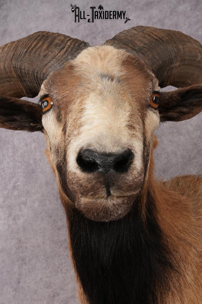 Corsican Sheep SKU 3319 - Image 2