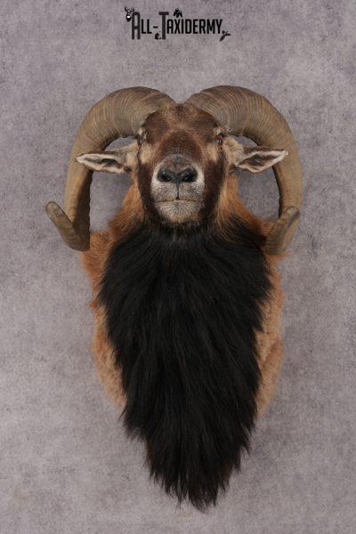 Mouflon Sheep SKU 3314