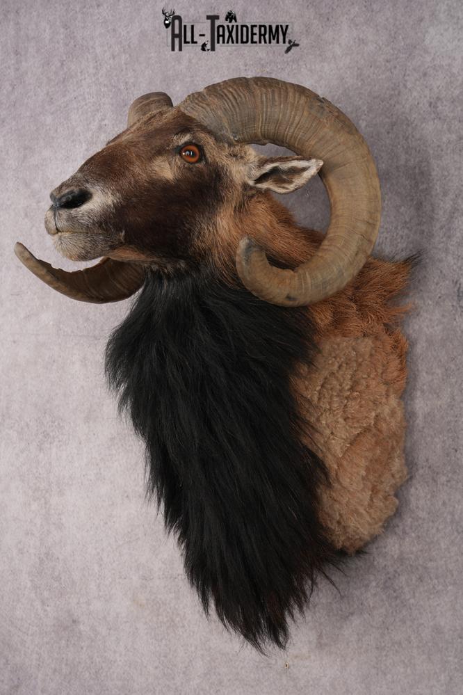 Mouflon Sheep SKU 3314 - Image 8