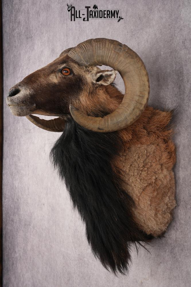 Mouflon Sheep SKU 3314 - Image 7