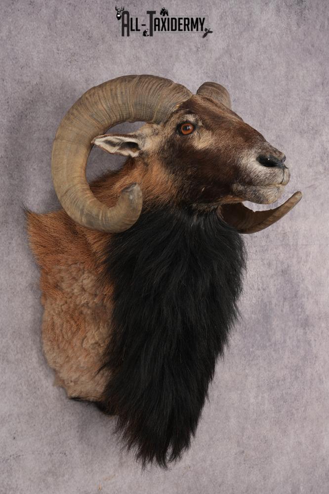 Mouflon Sheep SKU 3314 - Image 6