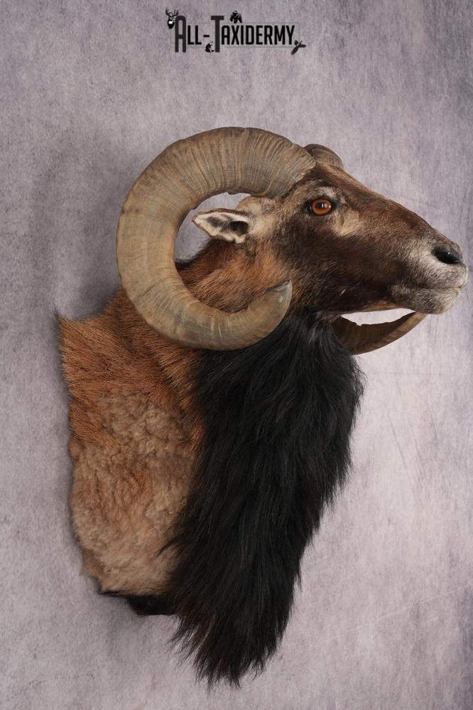 Mouflon Sheep SKU 3314 - Image 5