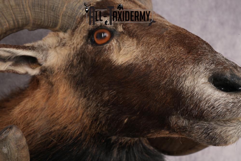 Mouflon Sheep SKU 3314 - Image 4