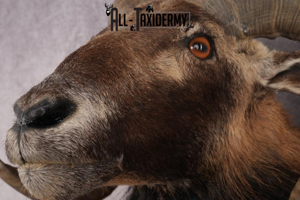 Mouflon Sheep SKU 3314 - Image 3