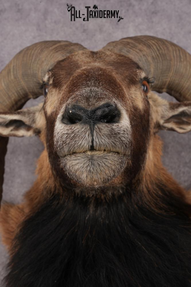 Mouflon Sheep SKU 3314 - Image 2