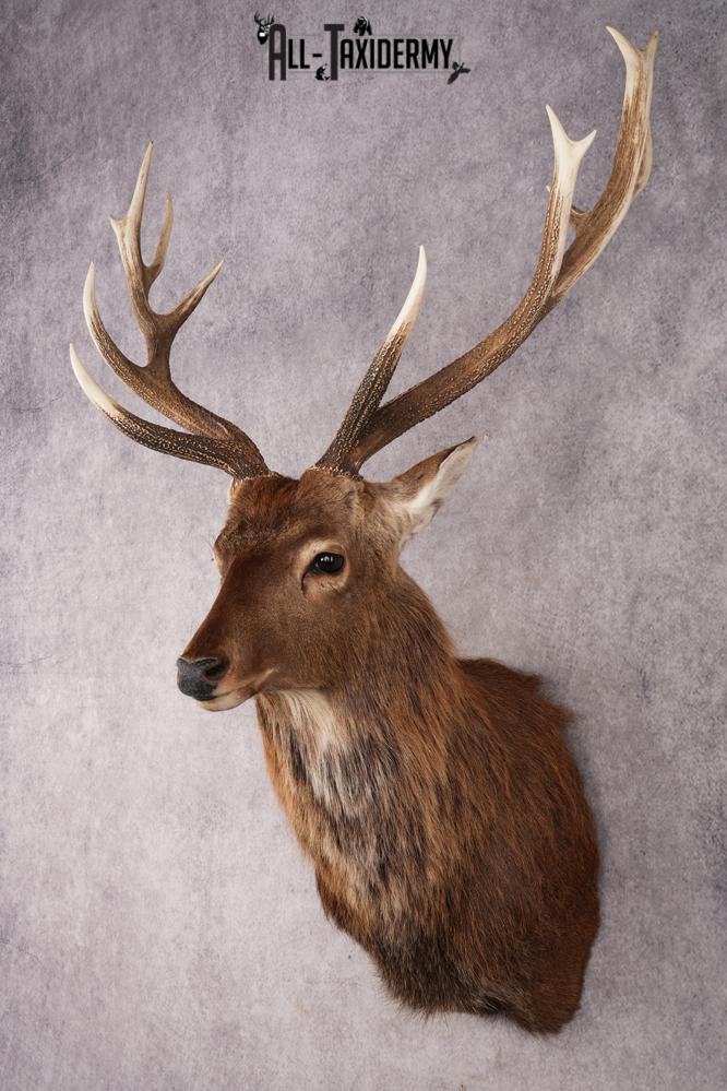 Sika Deer SKU 3295 - Image 8