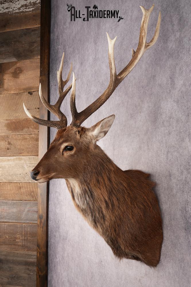 Sika Deer SKU 3295 - Image 7