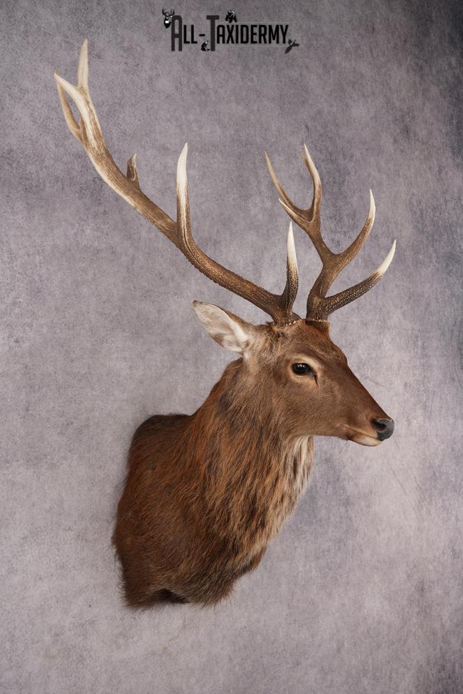 Sika Deer SKU 3295 - Image 6