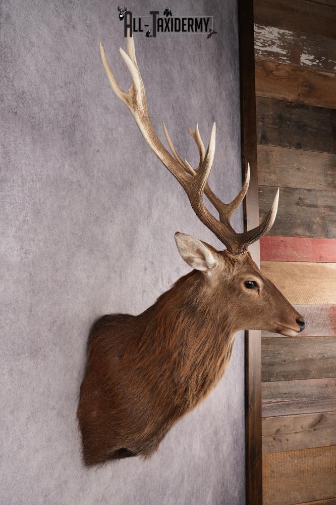 Sika Deer SKU 3295 - Image 5