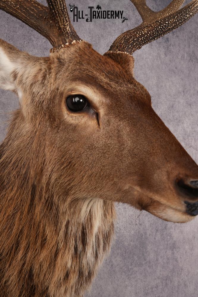 Sika Deer SKU 3295 - Image 4