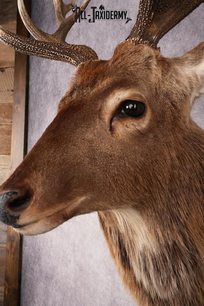 Sika Deer SKU 3295 - Image 3