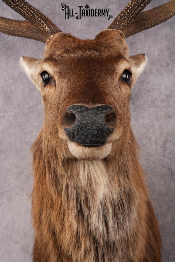 Sika Deer SKU 3295 - Image 2