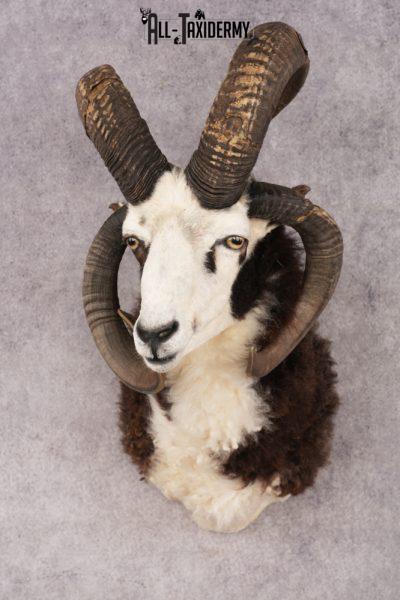 Jacobs Four Horn SKU 3293