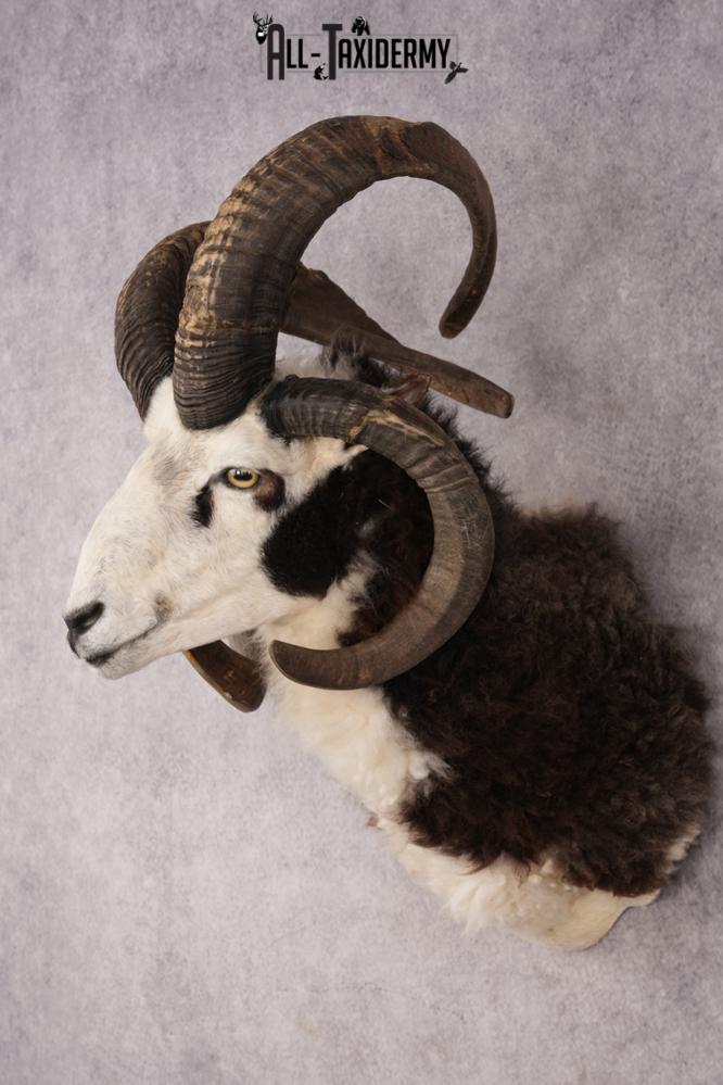 Jacobs Four Horn SKU 3293 - Image 8