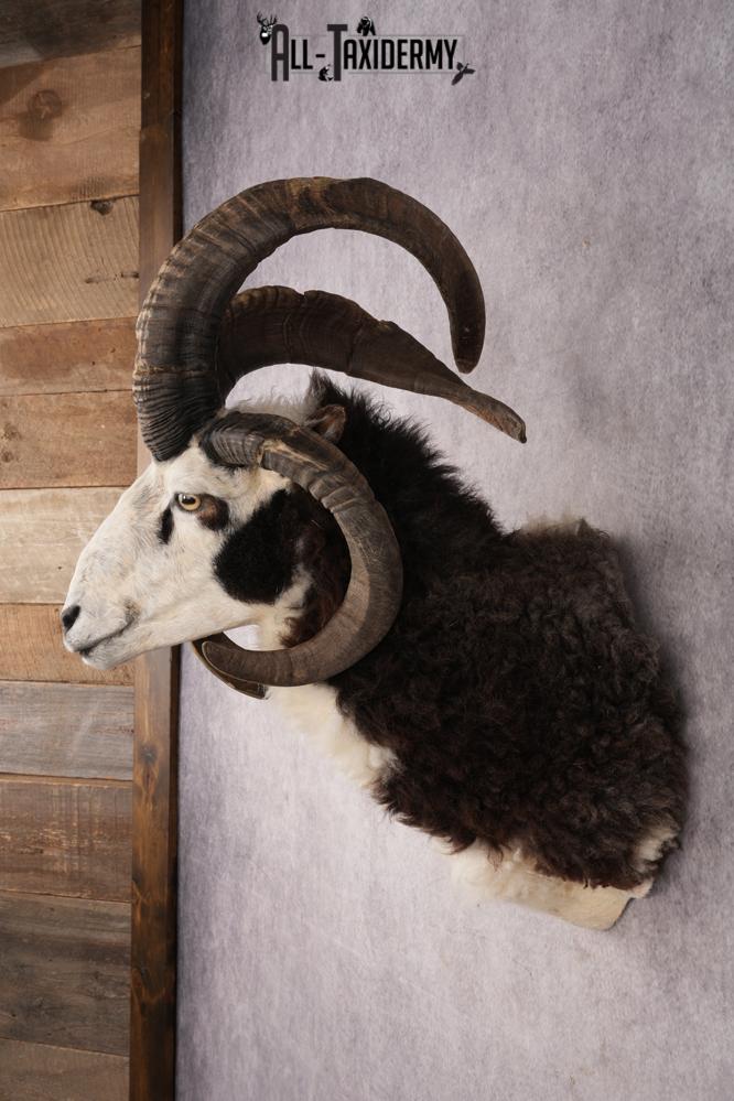 Jacobs Four Horn SKU 3293 - Image 7