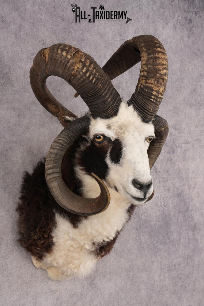 Jacobs Four Horn SKU 3293 - Image 6