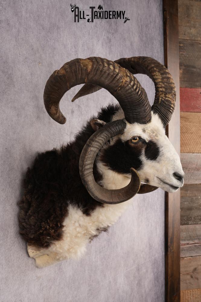 Jacobs Four Horn SKU 3293 - Image 5