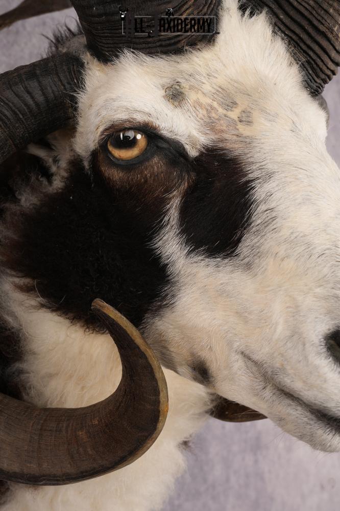 Jacobs Four Horn SKU 3293 - Image 4