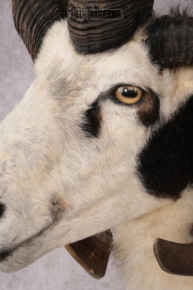 Jacobs Four Horn SKU 3293 - Image 3